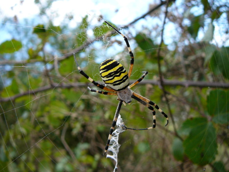 spider back