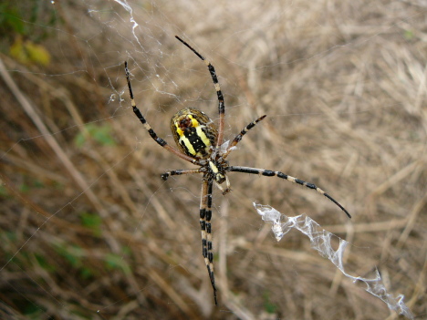 spider belly