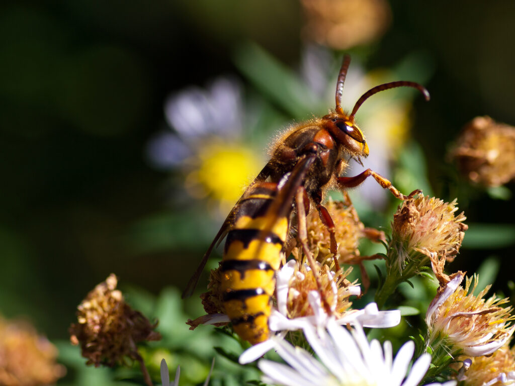 Hornet on the Michaelmas daisies in the garden at La Quinetière, Buais, Normandy
